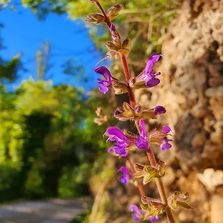 Appartamento Violeta Hvar Hvar Town
